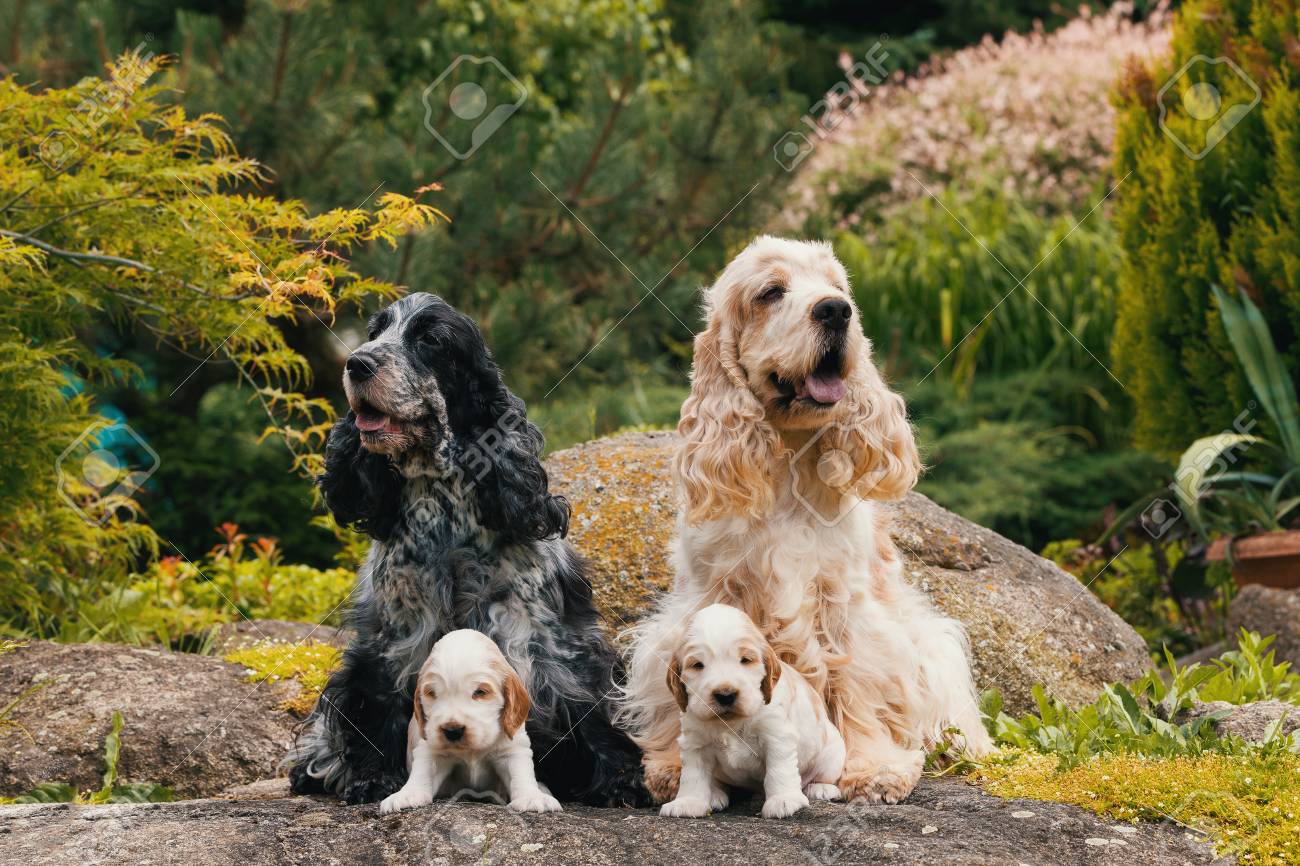 female english cocker spaniel