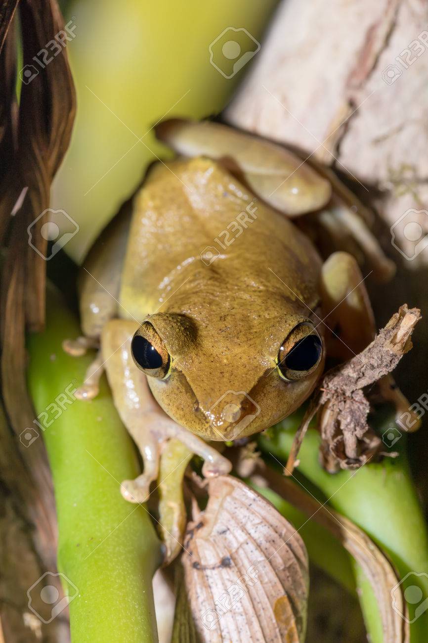 美しい小さなアマガエル Boophis Rhodoscelis Mantellidae 家族でカエルの種であります Masoala 国立公園 マダガスカルの野生動物や自然 の写真素材 画像素材 Image 6908