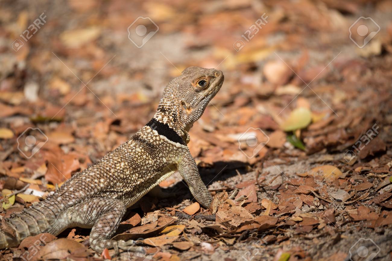 lizard with collar
