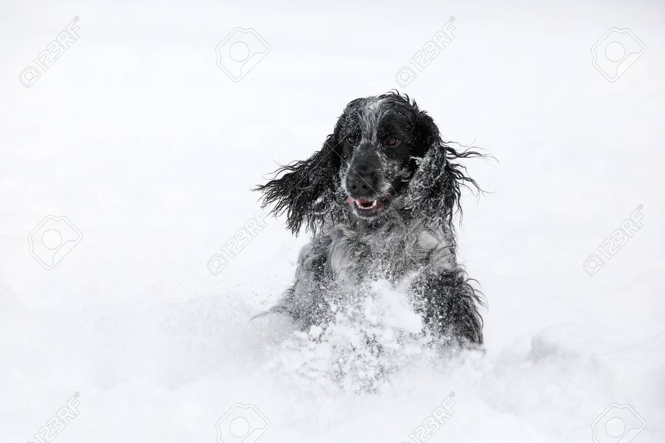 かわいいイングリッシュコッカースパニエル犬が遊んでとたての落ちた埃っぽいふわふわの雪にはしゃぐ の写真素材 画像素材 Image かわいいイングリッシュコッカースパニエル犬が遊んでとたての落ちた埃っぽいふわふわの雪にはしゃぐ の写真素材 画像素材 Image