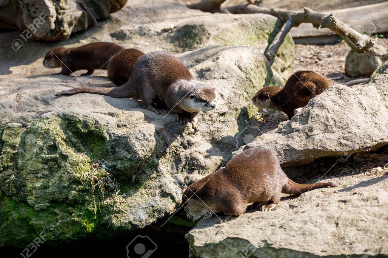 コツメカワウソ 野生動物のチェコ共和国の遊び心のある家族 の写真素材 画像素材 Image