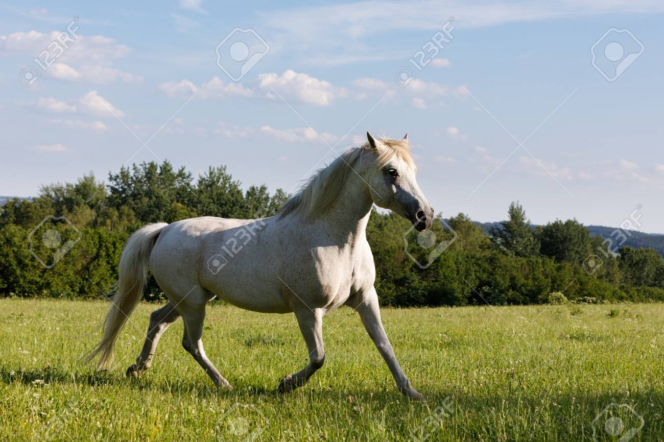 春の牧場で美しい白い馬フリー走行 の写真素材 画像素材 Image