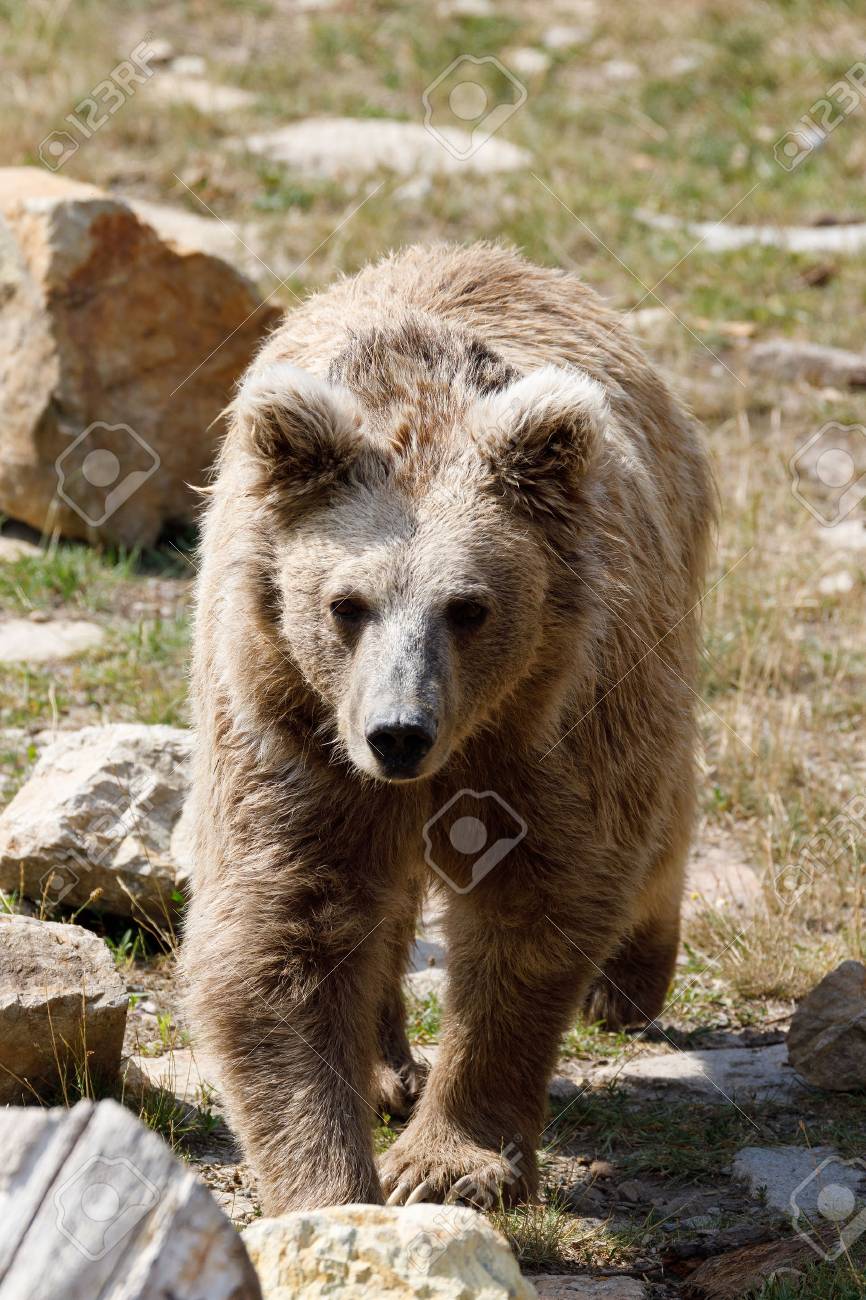 bär i himalaya bär i himalaya