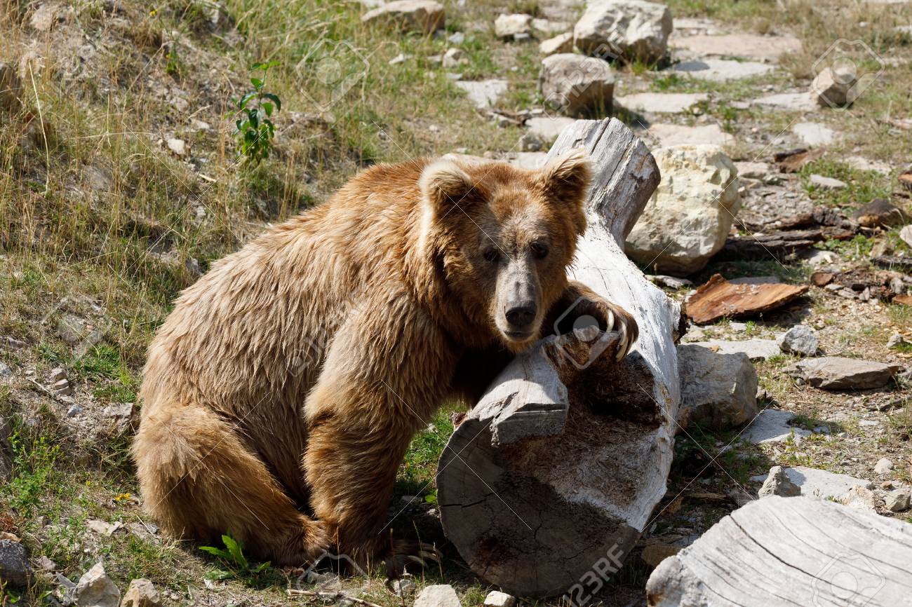 bär i himalaya bär i himalaya