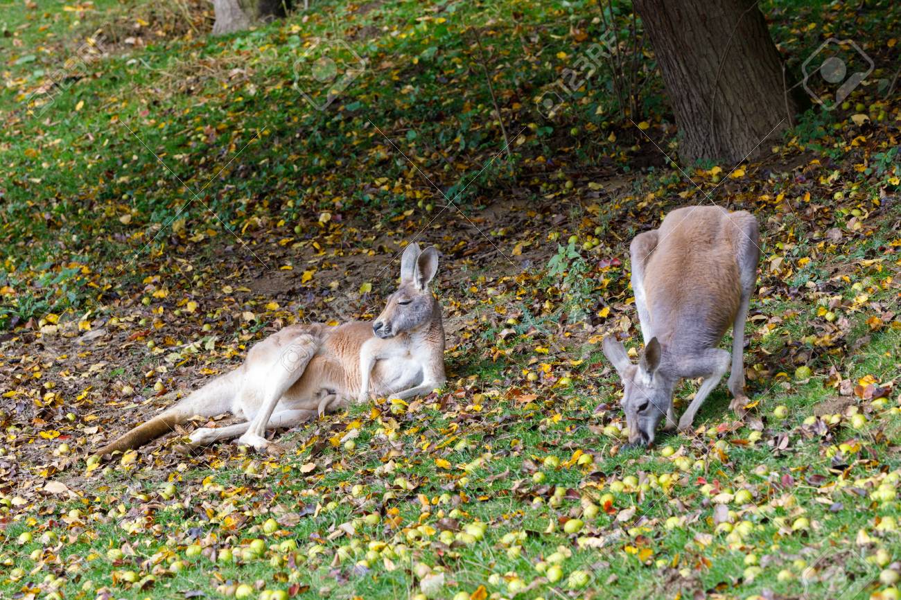 Family Of Red Kangaroo Megaleia Rufa One Of The Biggest Kangaroo With Small Baby Family Of Red Kangaroo Megaleia Rufa One Of The Biggest Kangaroo With Small Baby