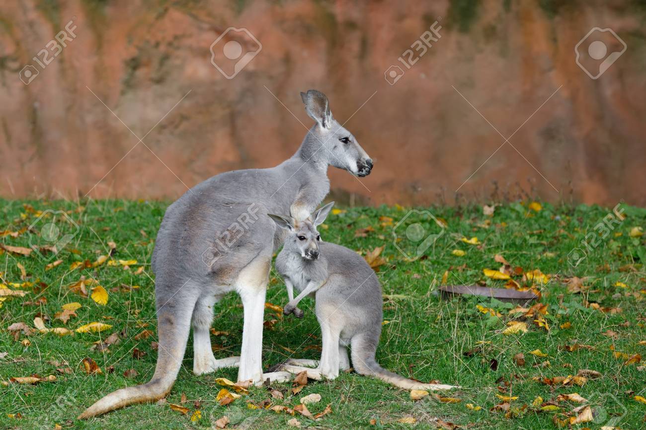 Red Kangaroo Megaleia Rufa One Of The Biggest Kangaroo With Small Baby Out Of Red Kangaroo Megaleia Rufa One Of The Biggest Kangaroo With Small Baby Out Of