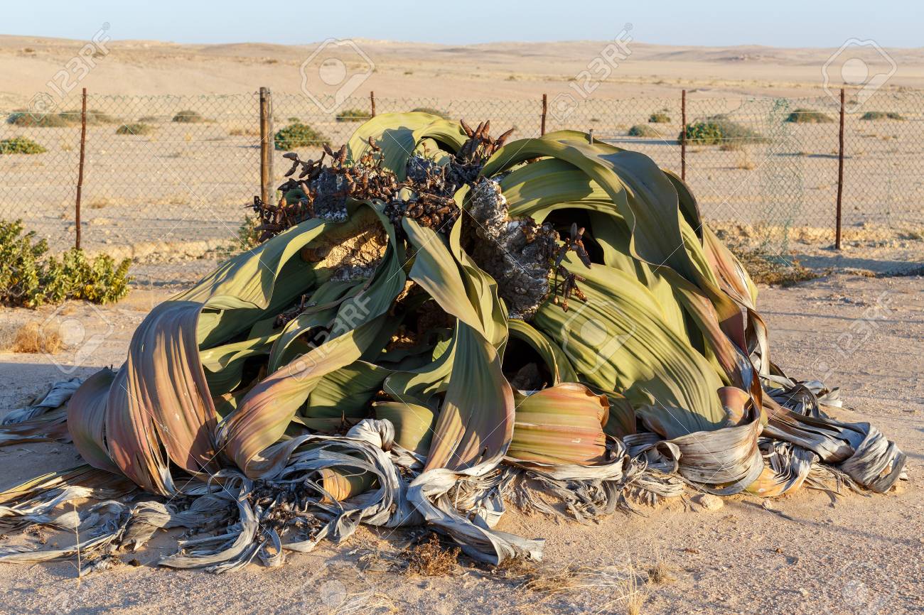 ウェルウィッチア・ミラビリス～Welwitschia mirabilis 楽天市場