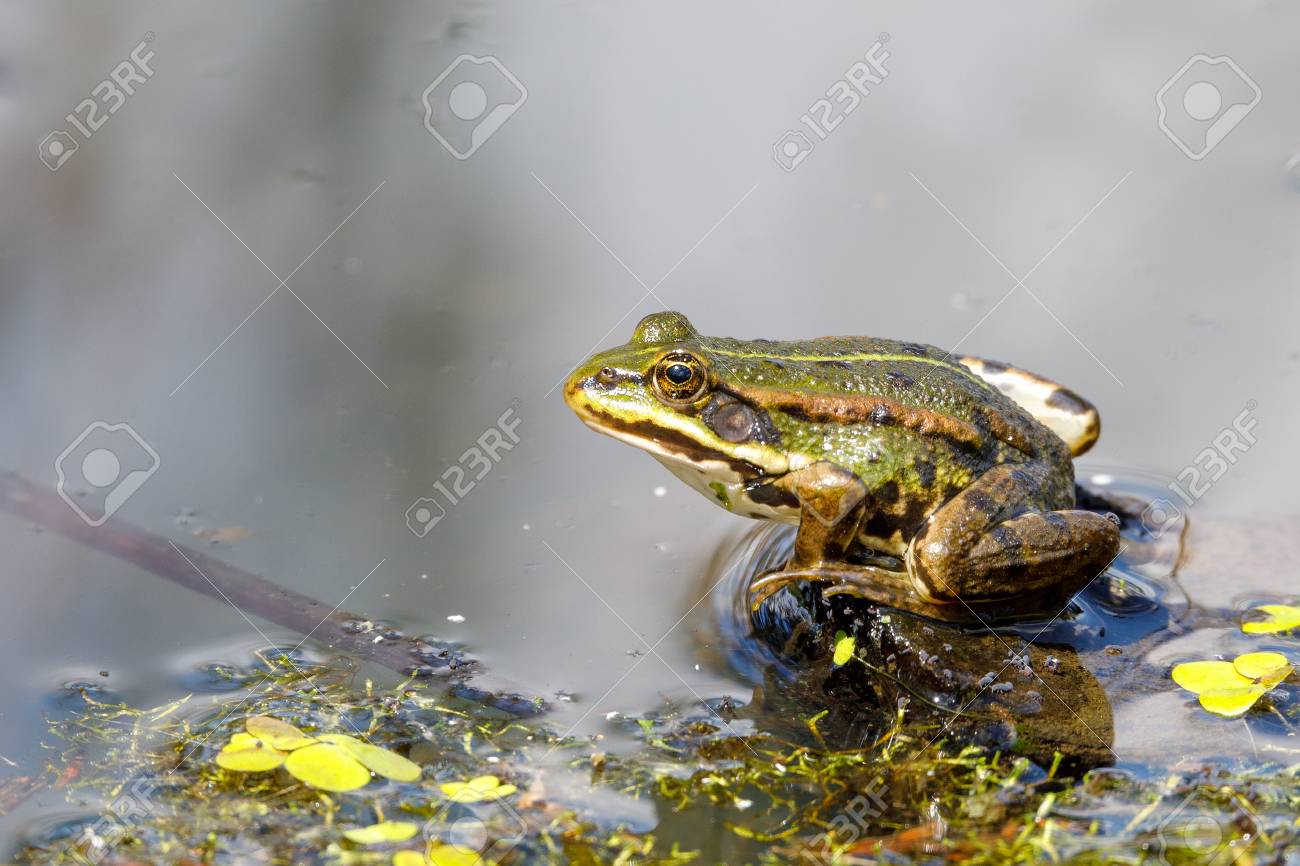 Beautiful marsh frog (Pelophylax ridibundus),largest frog native to Europe, looking out of the water on a pond. Czech, European wildlife - 96937009 Beautiful marsh frog (Pelophylax ridibundus),largest frog native to Europe, looking out of the water on a pond. Czech, European wildlife - 96937009