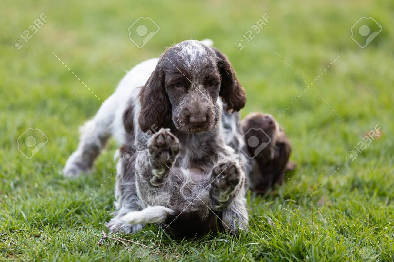 female english cocker spaniel