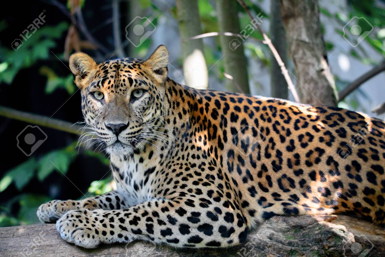 Sri Lanka, Ceylon Leopard, Panthera pardus kotiya on tree. Leopard is listed as Endangered on the IUCN Red List. Wild cat - 131838181 Sri Lanka, Ceylon Leopard, Panthera pardus kotiya on tree. Leopard is listed as Endangered on the IUCN Red List. Wild cat - 131838181