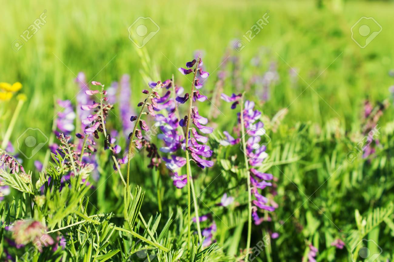 Fleurs De Petits Pois Sur Un Arriere Plan Flou De L Herbe Verte Faible Profondeur De Champ Banque D Images Et Photos Libres De Droits Image 51