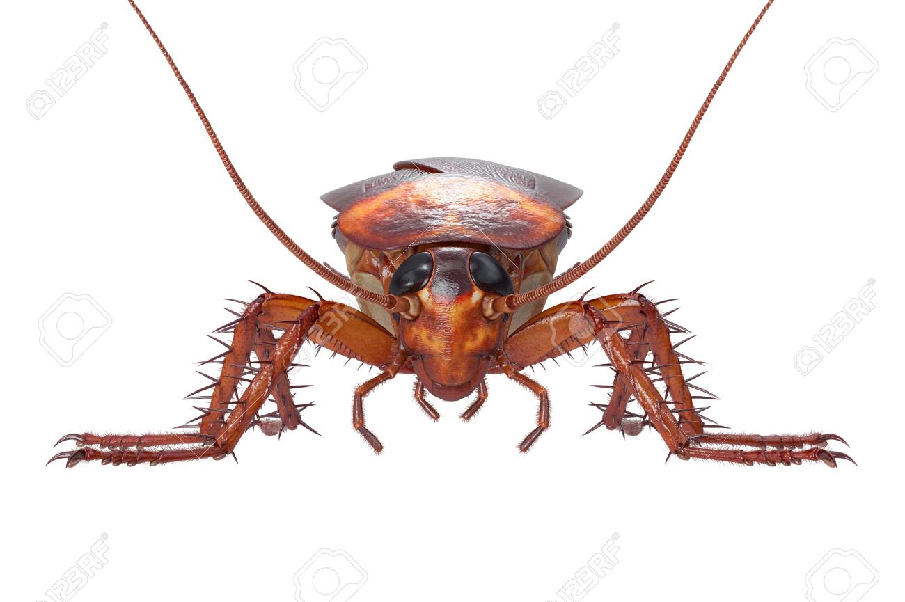 ゴキブリ バグ昆虫ゴキブリ怖いと不快 フロント ビュー 3 D レンダリング の写真素材 画像素材 Image