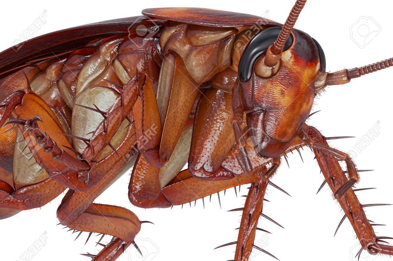 カブトムシ 近くにビューを這うゴキブリ バグはオレンジ色 3 D レンダリング の写真素材 画像素材 Image