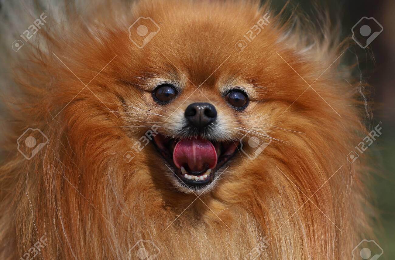 pure pomeranian dog