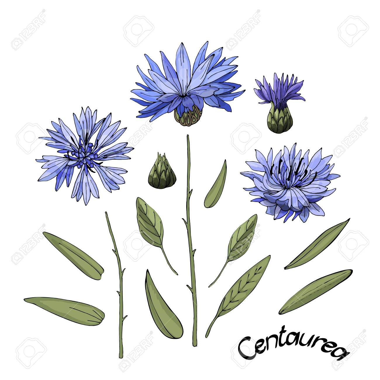 Vector Garden Flowers Blue Flowering Cornflower Centaurea Royalty Free Cliparts Vectors And Stock Illustration Image