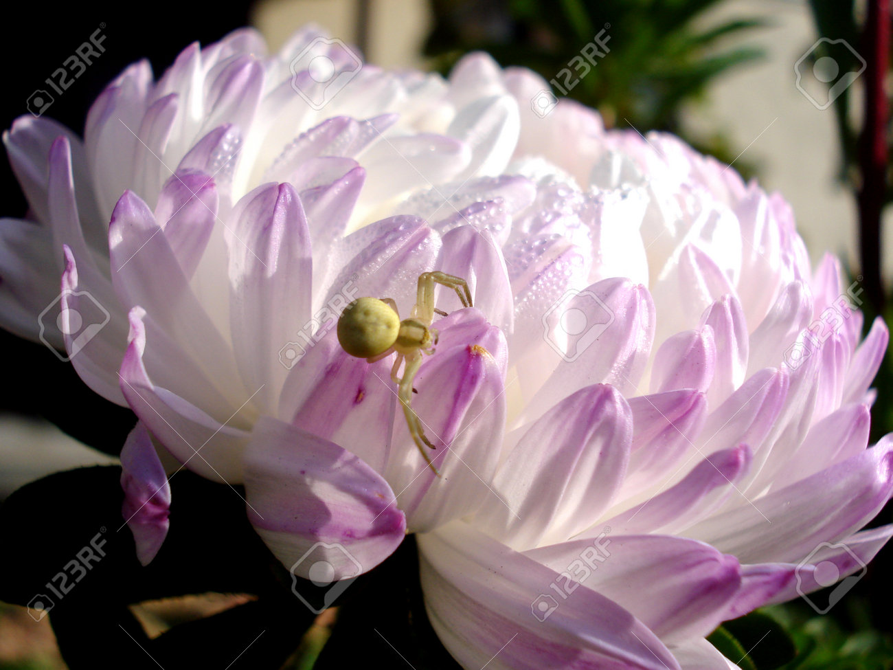 etiam-dictum-ipsum-a-felis