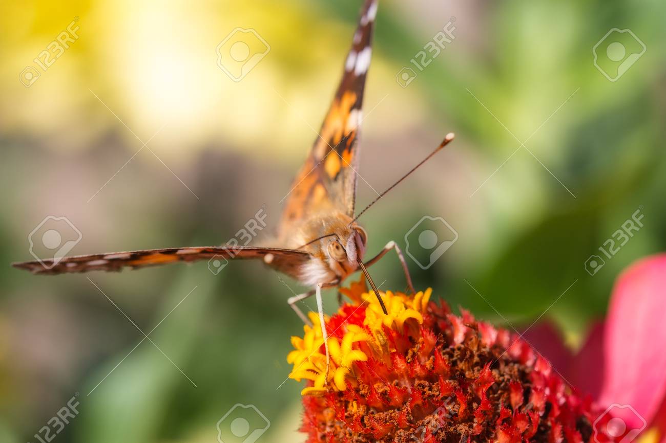 etiam-dictum-ipsum-a-felis