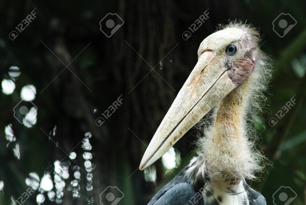 etiam-dictum-ipsum-a-felis