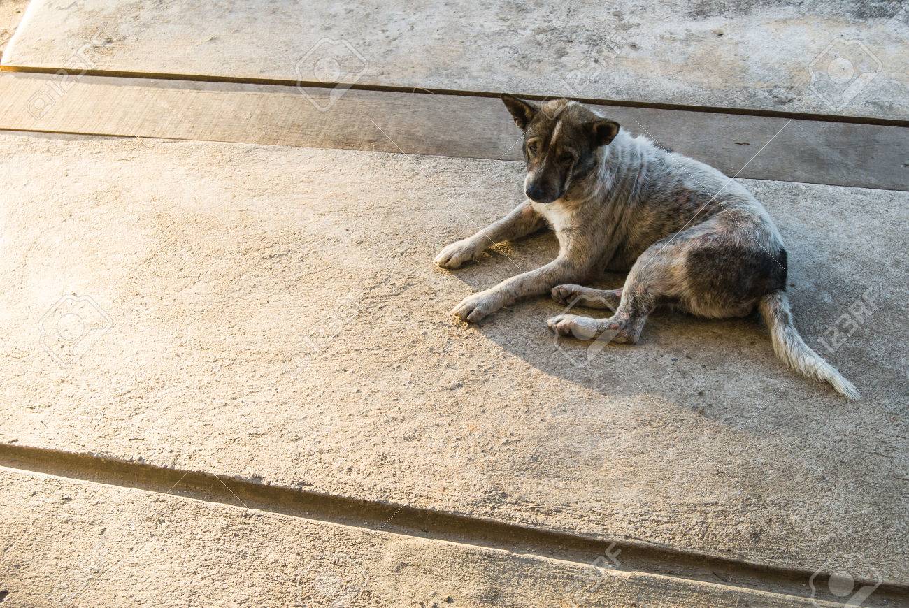 etiam-dictum-ipsum-a-felis