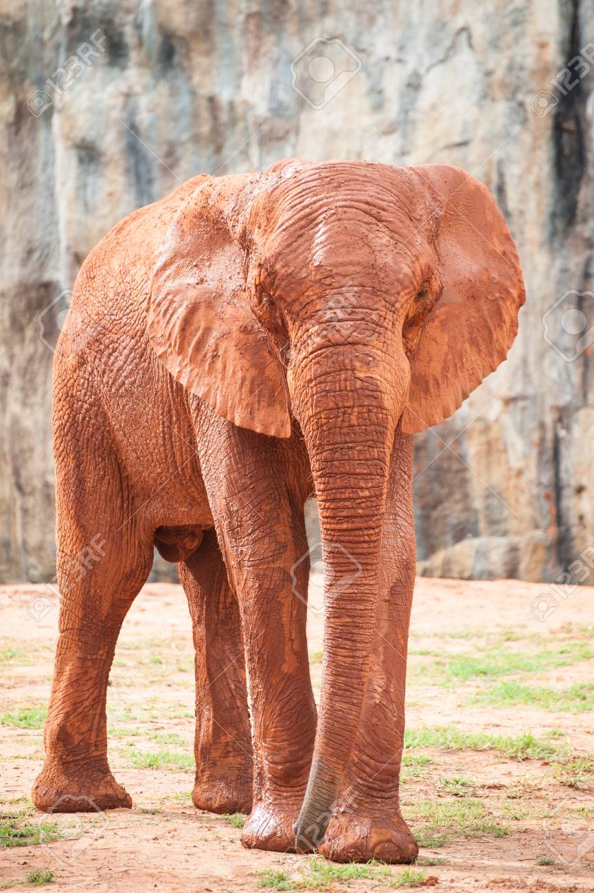 赤い塵に覆われた大きなアフリカ象 アフリカゾウ の写真素材 画像素材 Image