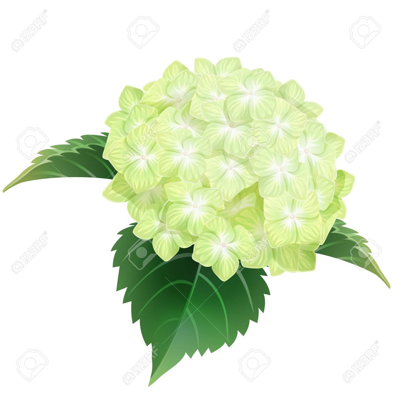 Hortensia Flor Verde Ajisai Ilustración Vectorial Ilustraciones Svg, Vectoriales, Clip Art Vectorizado Libre De Derechos. Image 60067830. Hortensia Flor Verde Ajisai Ilustración Vectorial Ilustraciones Svg, Vectoriales, Clip Art Vectorizado Libre De Derechos. Image 60067830.