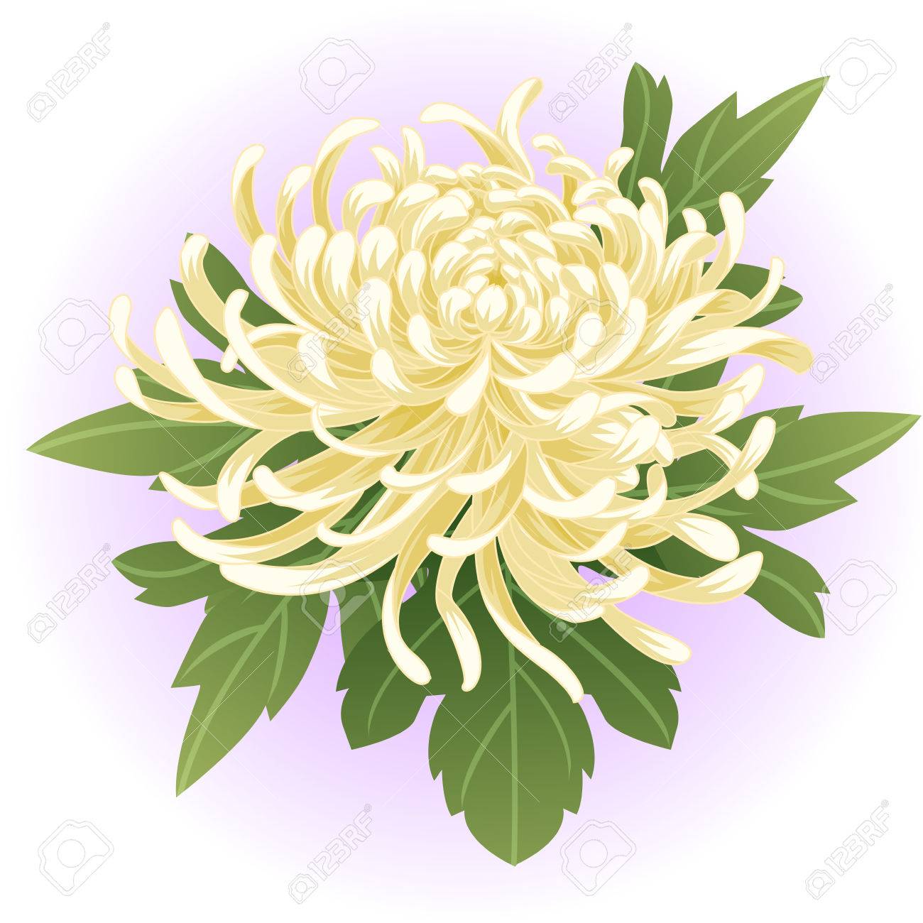 White Chrysanthemum Flower Illustration Royalty Free Svg Cliparts Vectors And Stock Illustration Image