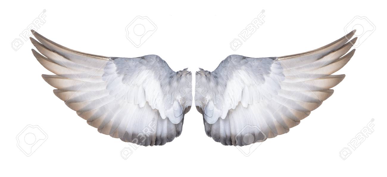 白い背景の上の鳥の羽 の写真素材 画像素材 Image 白い背景の上の鳥の羽 の写真素材 画像素材 Image