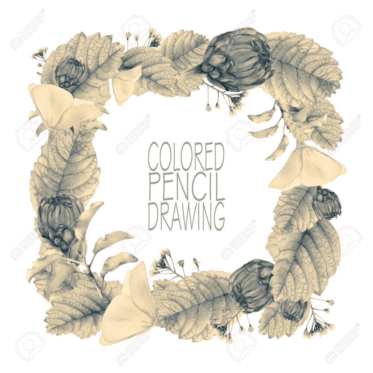 美しい春の花と植物の色鉛筆で手で描かれた正方形のフレーム 鉛筆画します テキストを配置します ポストカード イラストとして使用できます 白黒トーン の写真素材 画像素材 Image