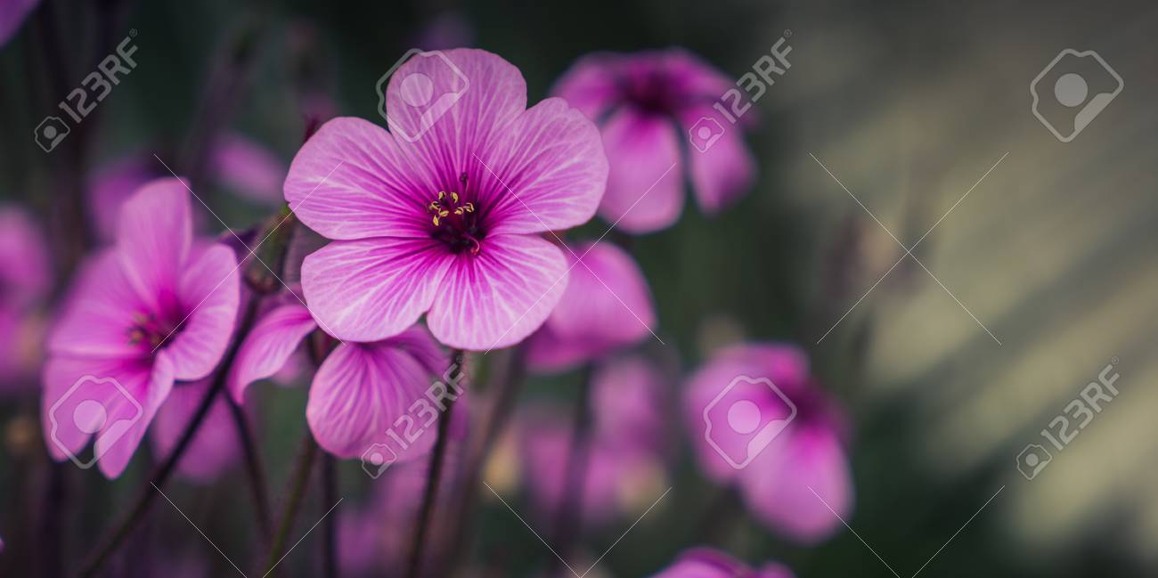 ピンクの花 庭のカタバミ の写真素材 画像素材 Image