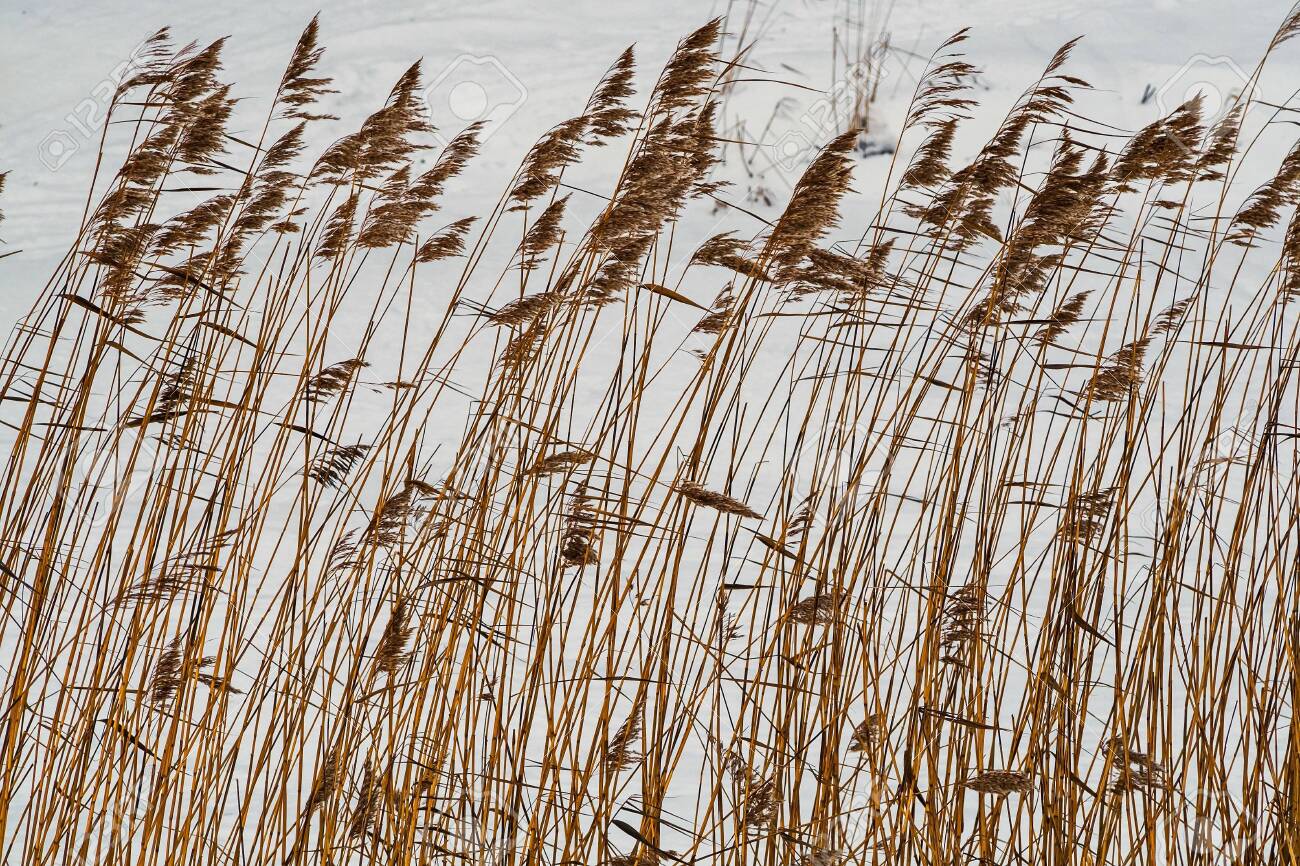 Coastal cane in the snow along the river Slavyanka. February. Pavlovsk. - 118778474 Coastal cane in the snow along the river Slavyanka. February. Pavlovsk. - 118778474
