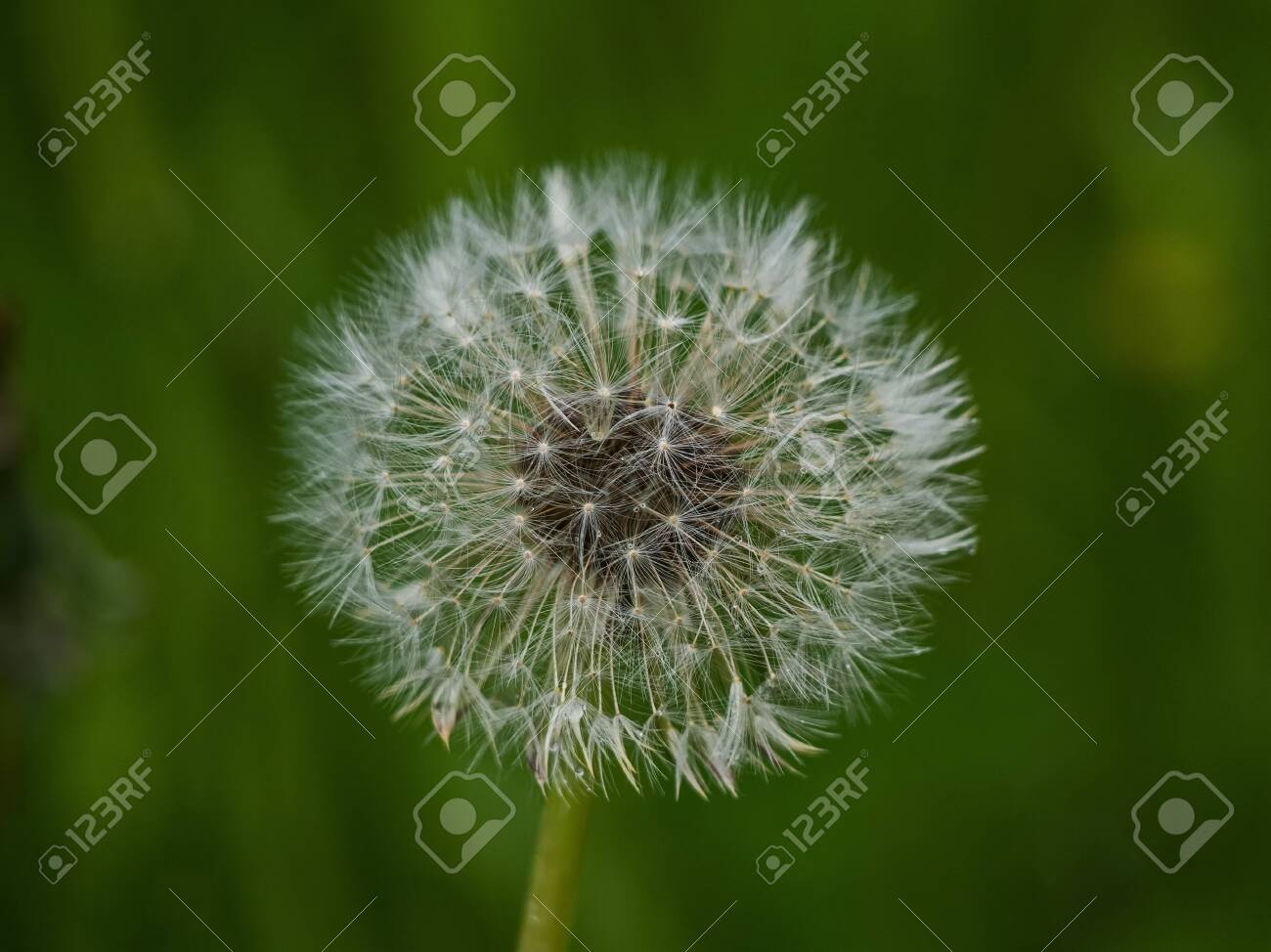 Dandelion after rain. Nature of Leningrad region. - 133372804 Dandelion after rain. Nature of Leningrad region. - 133372804