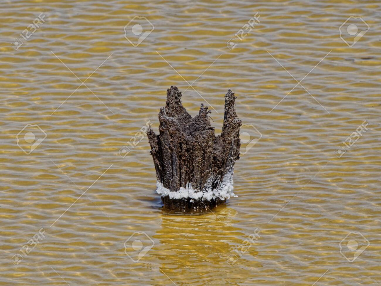 The Lake Baskunchak. Salted remains of bridge supports. - 136880736 The Lake Baskunchak. Salted remains of bridge supports. - 136880736