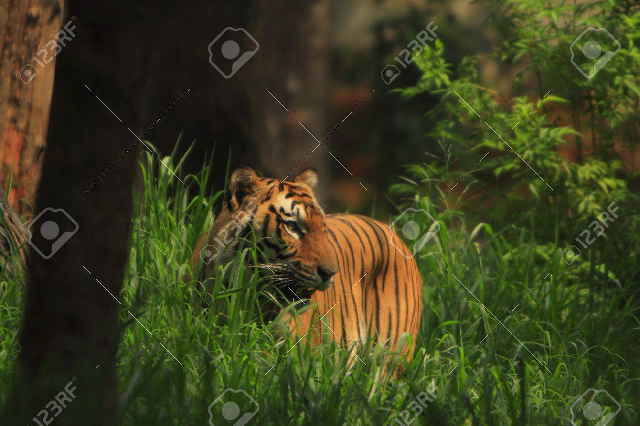 etiam-dictum-ipsum-a-felis