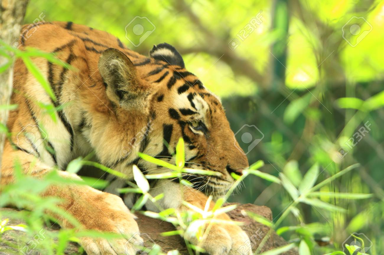 etiam-dictum-ipsum-a-felis