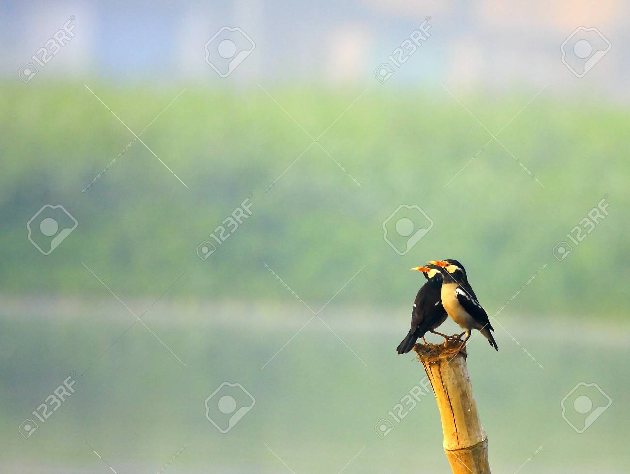 etiam-dictum-ipsum-a-felis