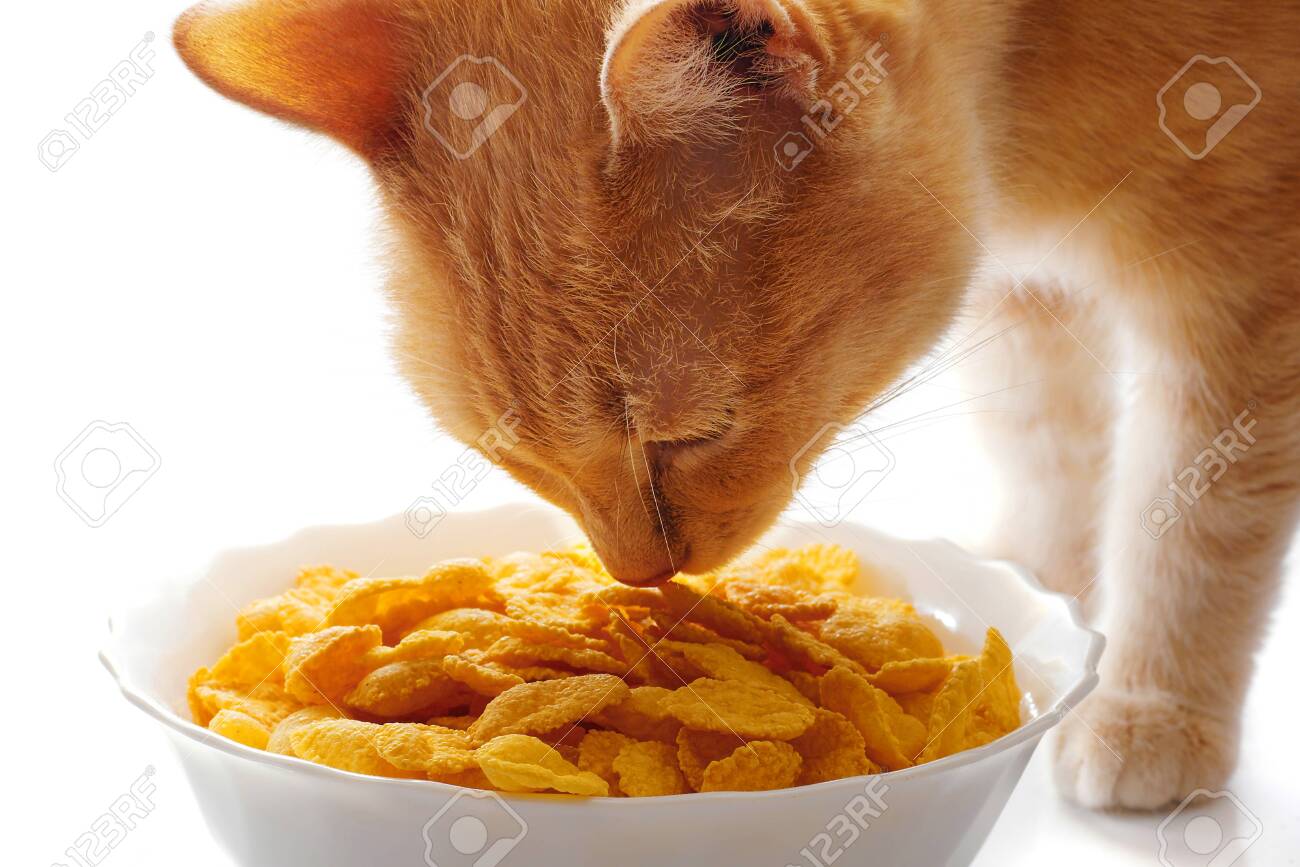 흰색 배경에 분리된 흰색 그릇에 있는 생강 고양이 냄새 콘플레이크를 닫습니다. 로열티 무료 사진, 그림, 이미지 그리고 스톡포토그래피.  Image 151471467