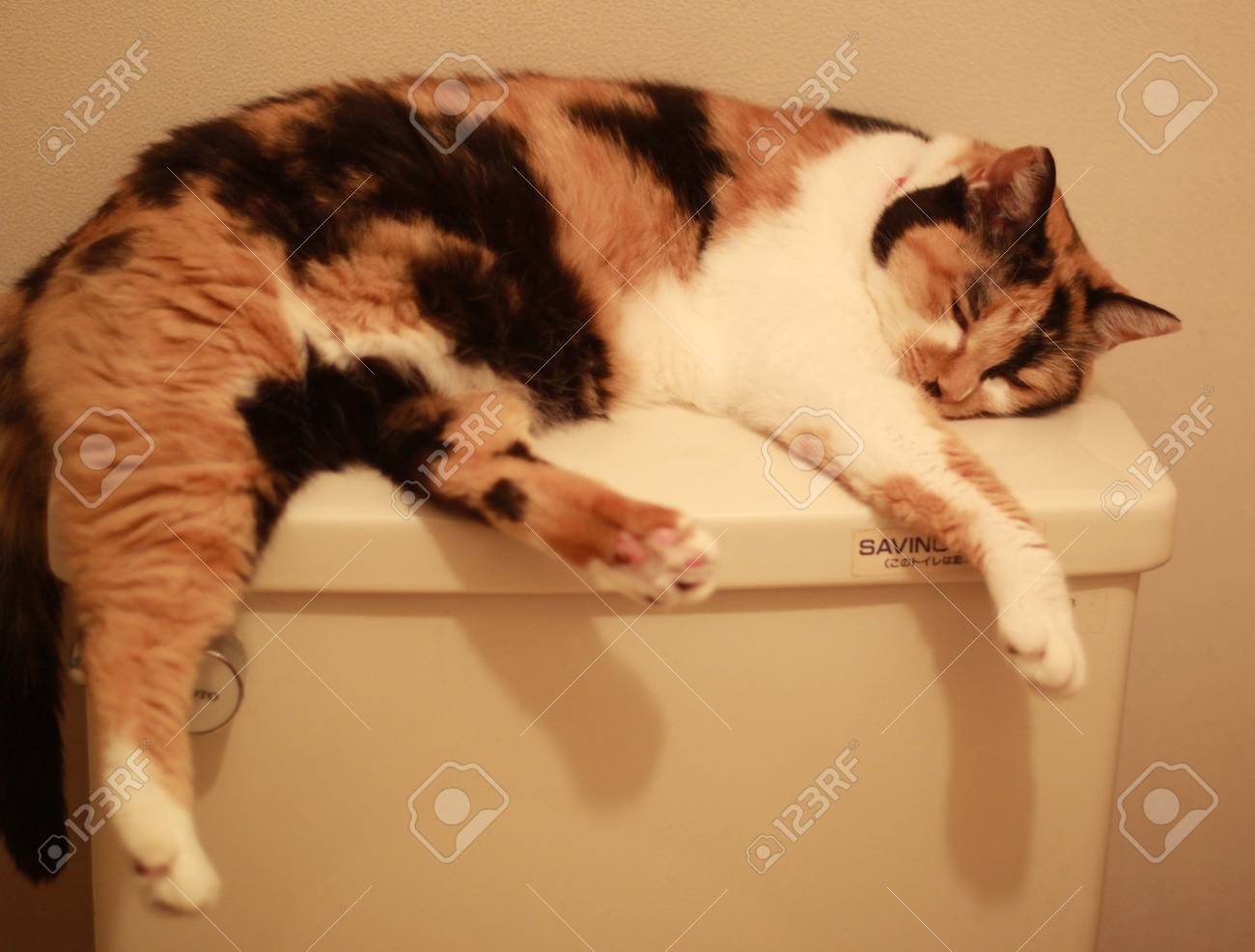 猫の昼寝 の写真素材 画像素材 Image