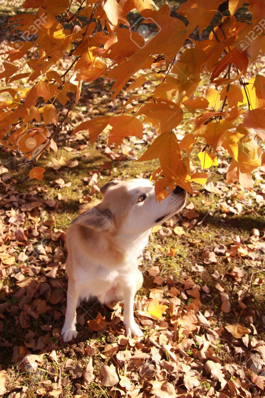 絵 題   犬と紅葉 秋の清流と紅葉と犬走椛(いぬばしりもみじ) / 東方(1680x1050px