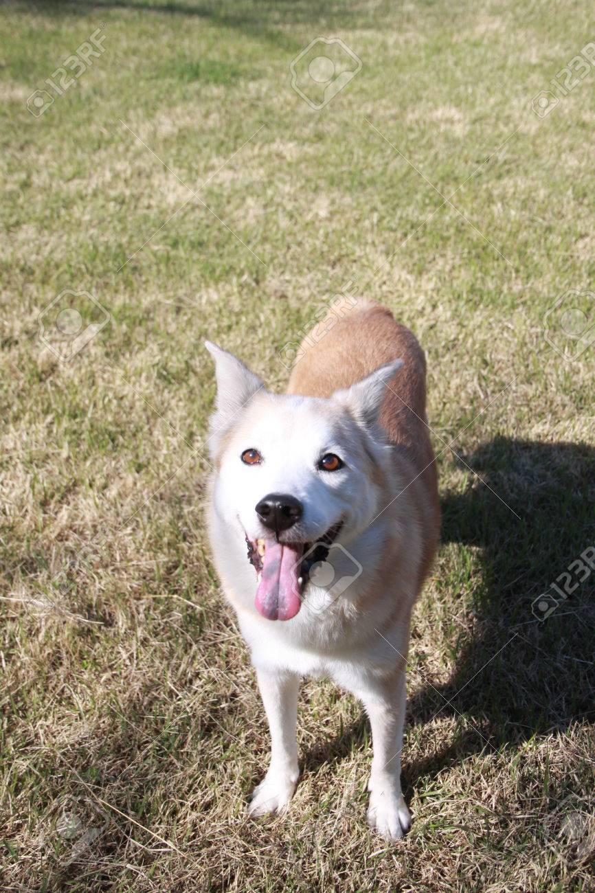 smile dog stock photo picture and royalty free image image 75538066