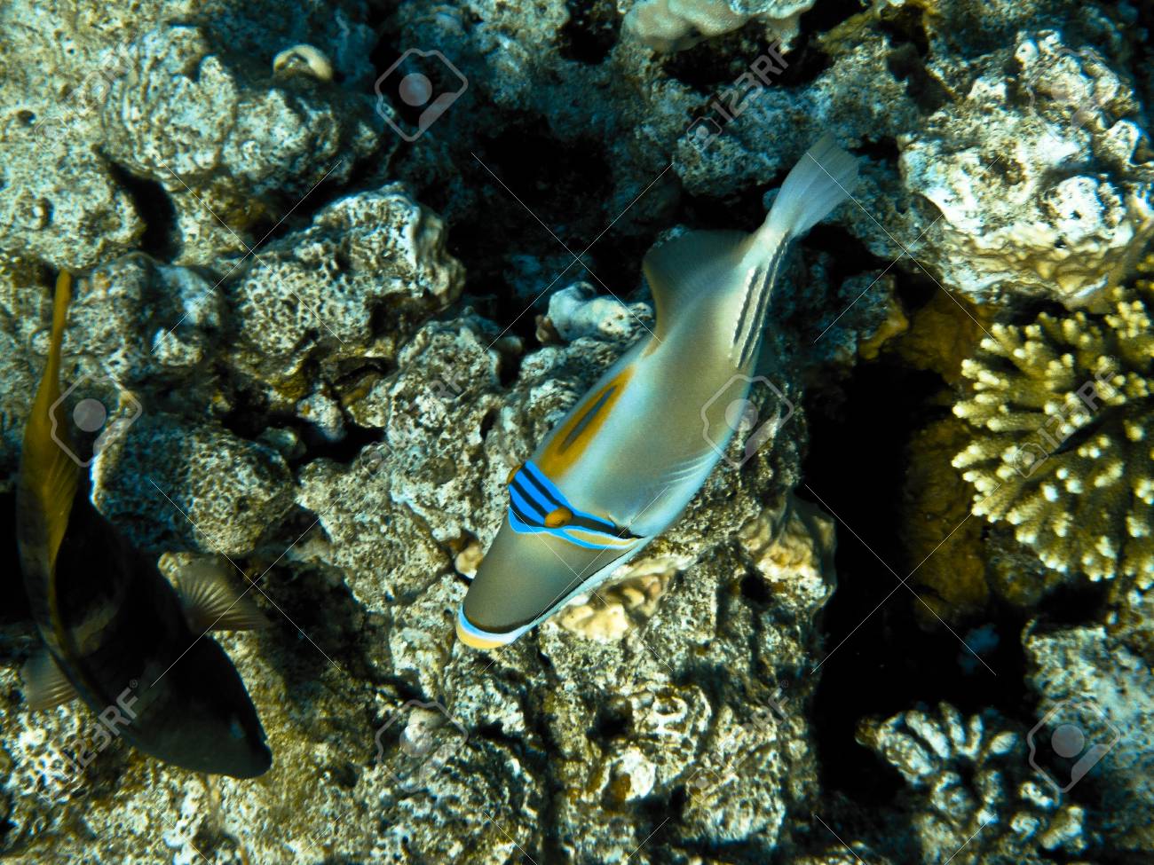 etiam-dictum-ipsum-a-felis