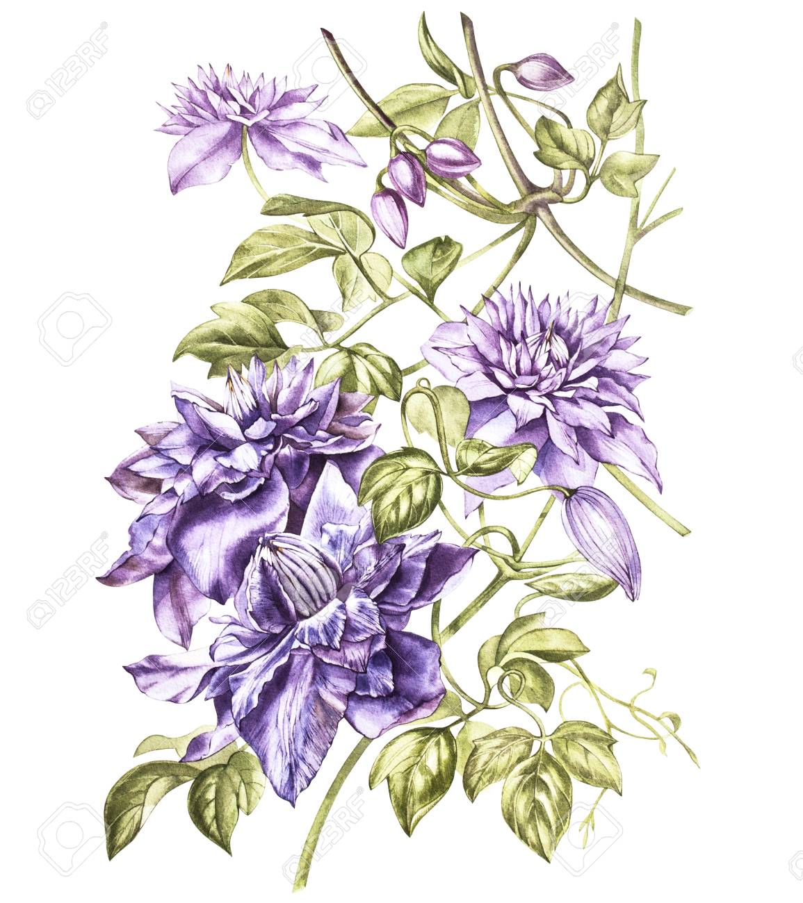 Illustration In Watercolor Of A Clematis Flower Blossom Floral Card With Flowers Botanical Illustration Stock Photo Picture And Royalty Free Image Image Illustration In Watercolor Of A Clematis Flower Blossom Floral Card With Flowers Botanical Illustration Stock Photo Picture And Royalty Free Image Image