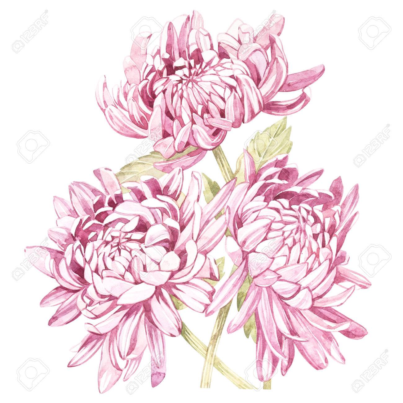 手のセットには 菊の花の水彩画ボタニカル イラストが描かれています 招待状 映画のポスター ファブリック その他のオブジェクトのデザインの要素です 白で隔離 の写真素材 画像素材 Image