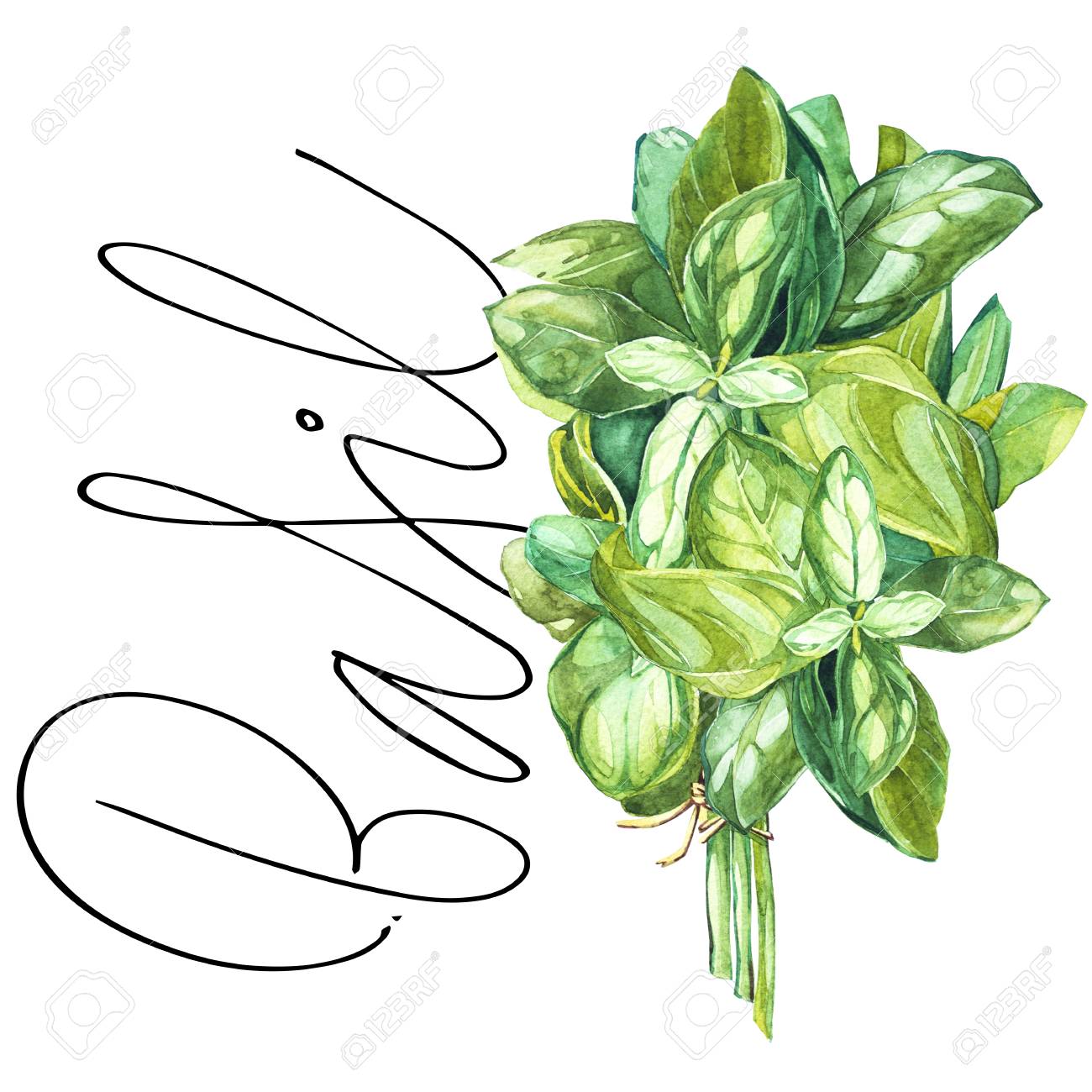 Basil Botanical Drawing Of A Basil Leaver Watercolor Beautiful Stock Photo Picture And Royalty Free Image Image 85422741 Basil drawing resources are for free download on berserk on. basil botanical drawing of a basil leaver watercolor beautiful