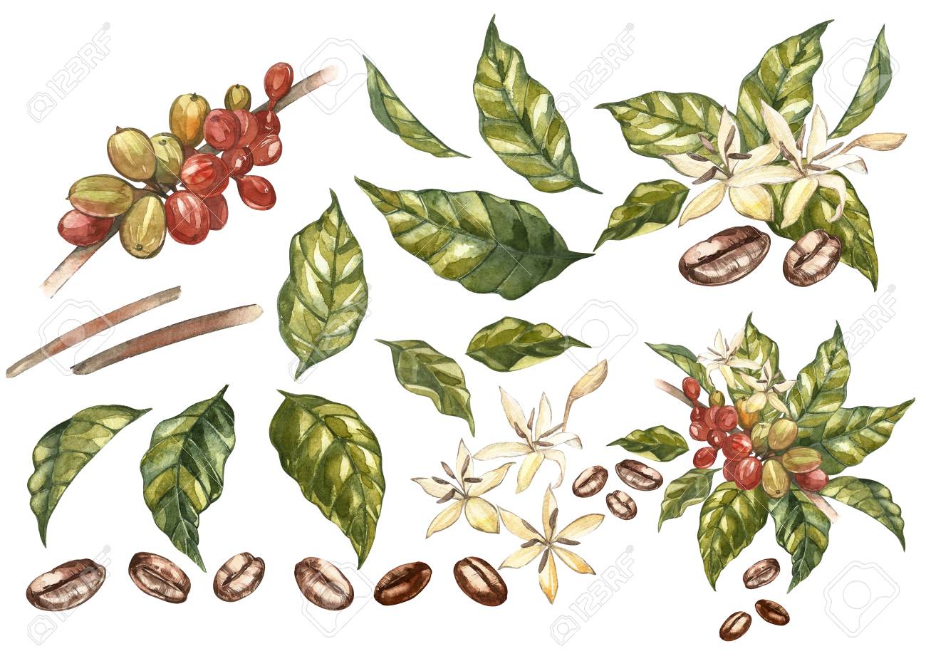 Set Of Red Coffee Arabica Beans On Branch With Flowers Isolated Watercolor Illustration Stock Photo Picture And Royalty Free Image Image 2814
