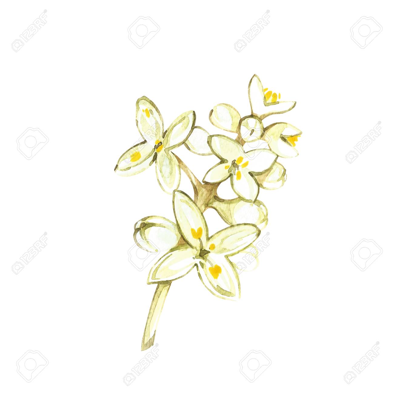 白い背景で隔離の花オリーブ ブランチの水彩のリアルなイラスト オリーブ油 自然派化粧品 ヘルスケア製品の設計します の写真素材 画像素材 Image 白い背景で隔離の花オリーブ ブランチの水彩のリアルなイラスト オリーブ油 自然派化粧品 ヘルスケア製品の設計します の写真素材 画像素材 Image