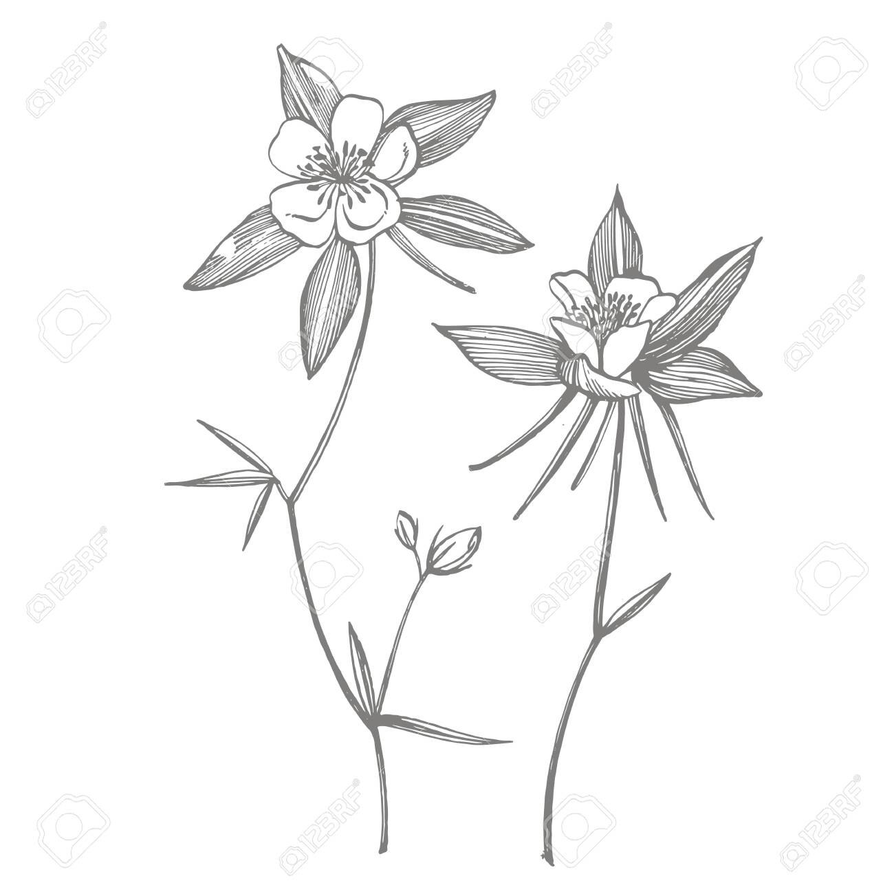 Featured image of post Columbine Flower Drawing : Learn all about the columbine flower and how to care for it.