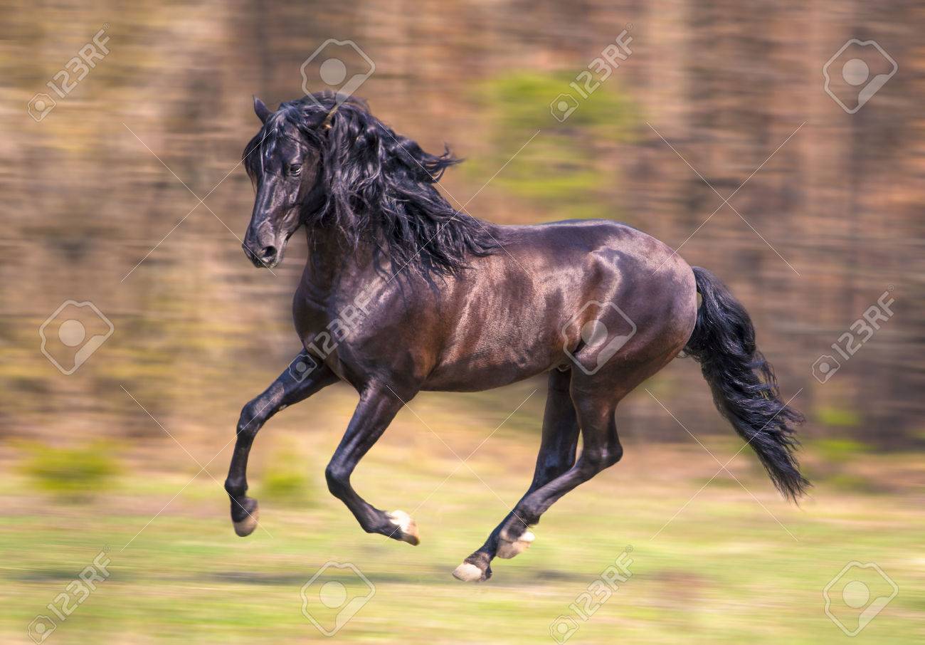 黒のアンダルシア馬を実行します の写真素材 画像素材 Image