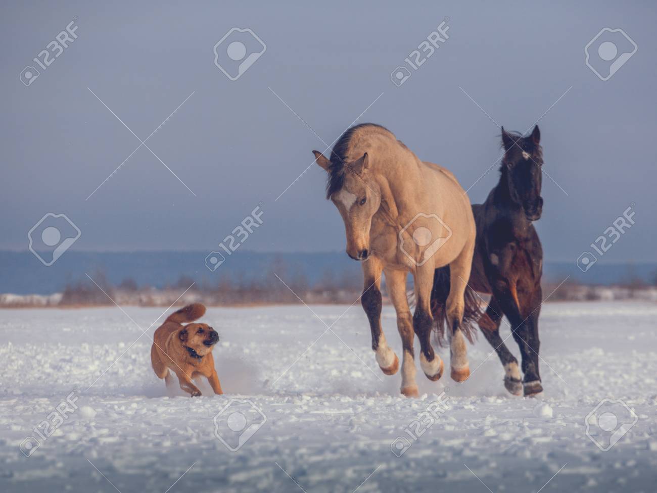horse and dog games horse and dog games