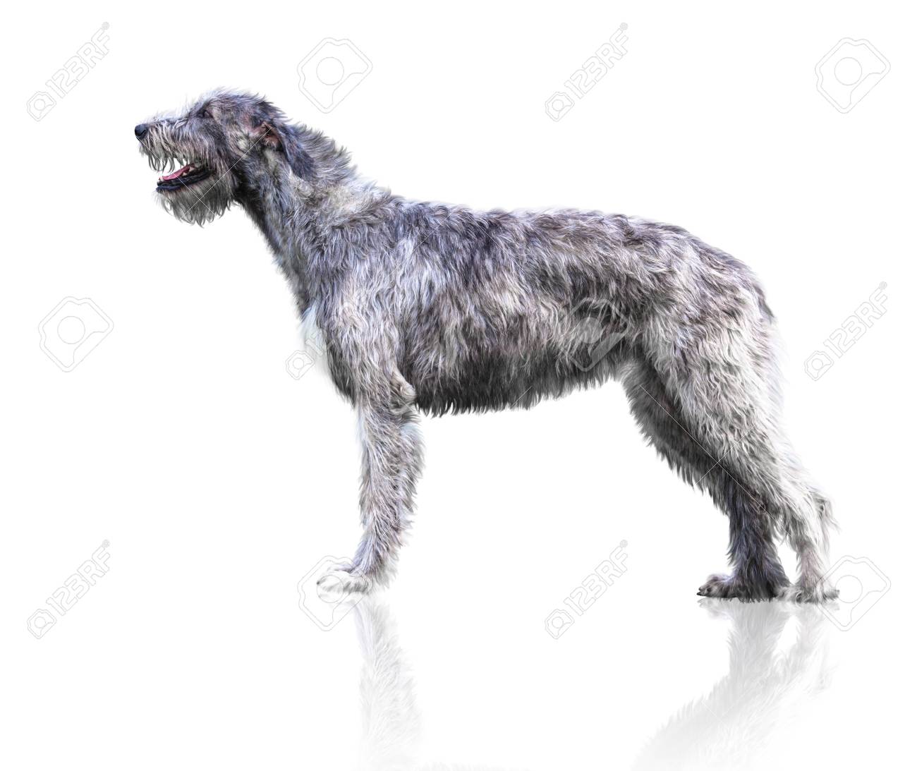 Gros Mensonges De Chien Gris Isolés Sur Fond Blanc Wolfhound Irlandais
