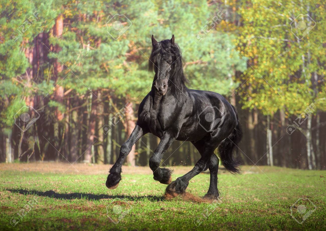 the forest background